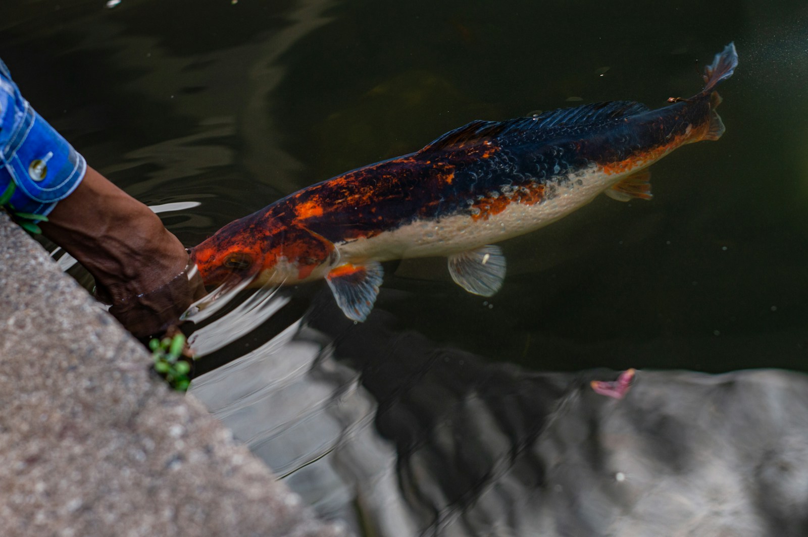 A man standing next to a fish in a pond