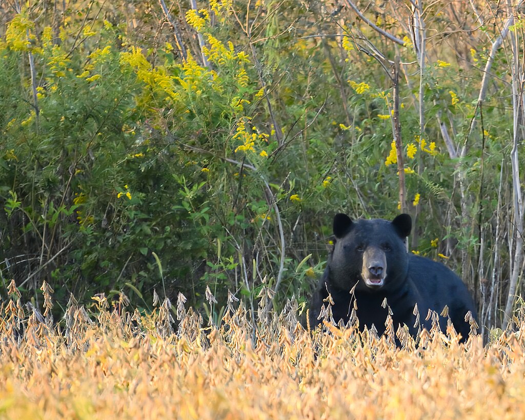 Black Bear