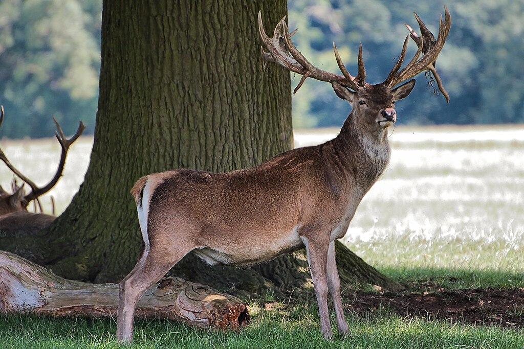 Deer Rubbing in Forest