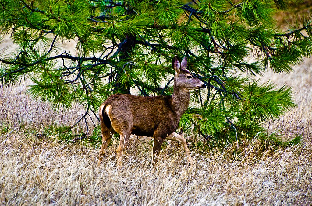 An Alerted Deer in Forest