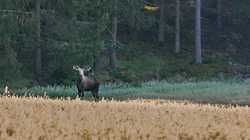 taiki-ishikawa-w6EMxsk8CDA-unsplash Elk at a Distance