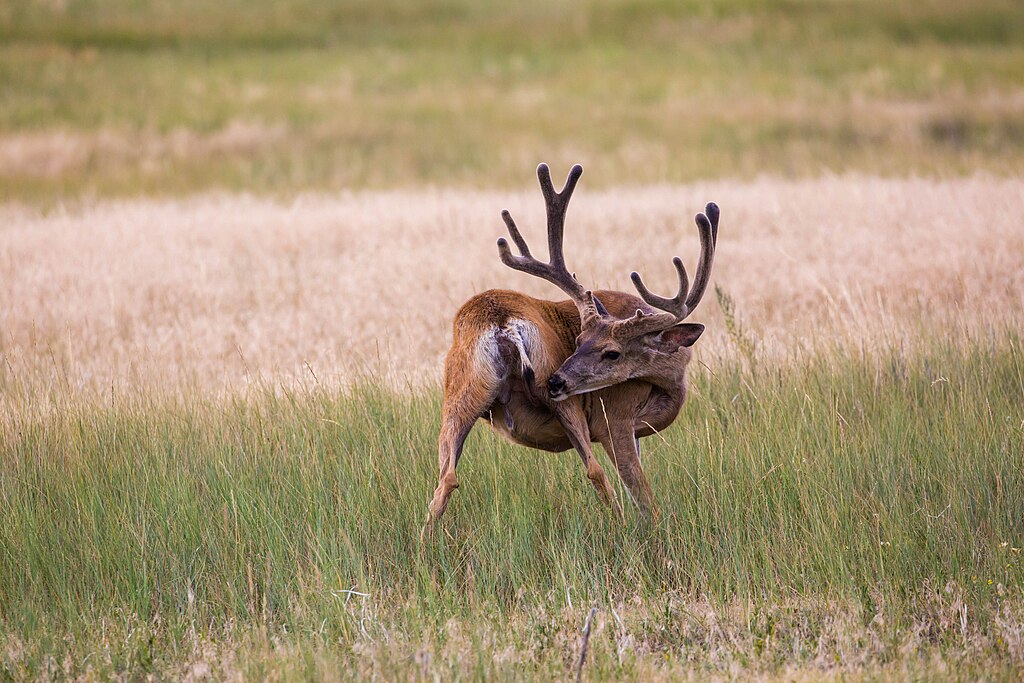 Mule Deer