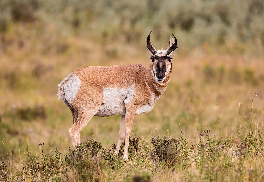 Pronghorn