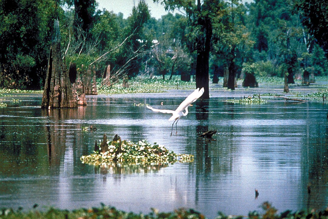 Louisiana Bayous Water Level