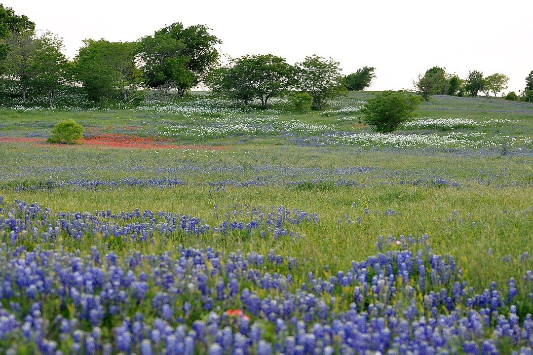Central Texas Prairies