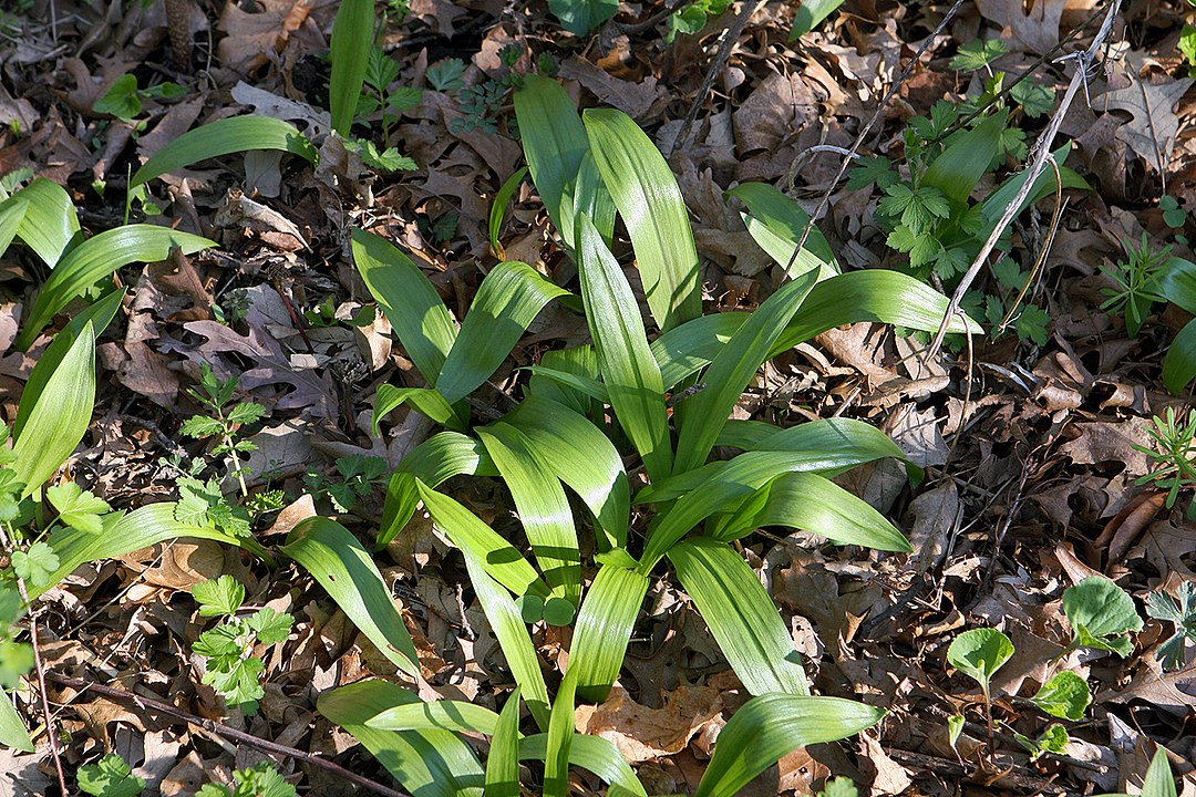 Wild Leek