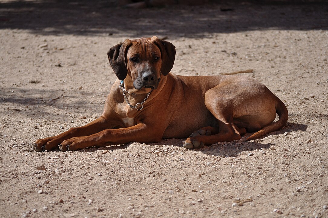 Rhodesian Ridgeback