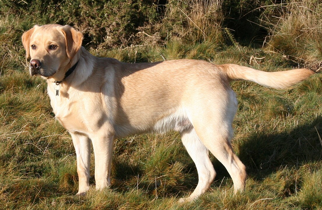 Labrador on Quantock