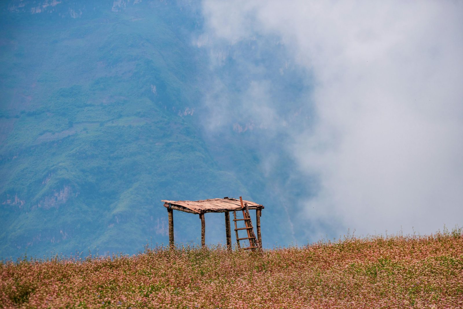 A solitary wooden gazebo in a mist-covered mountain field, offering serene nature vibes.