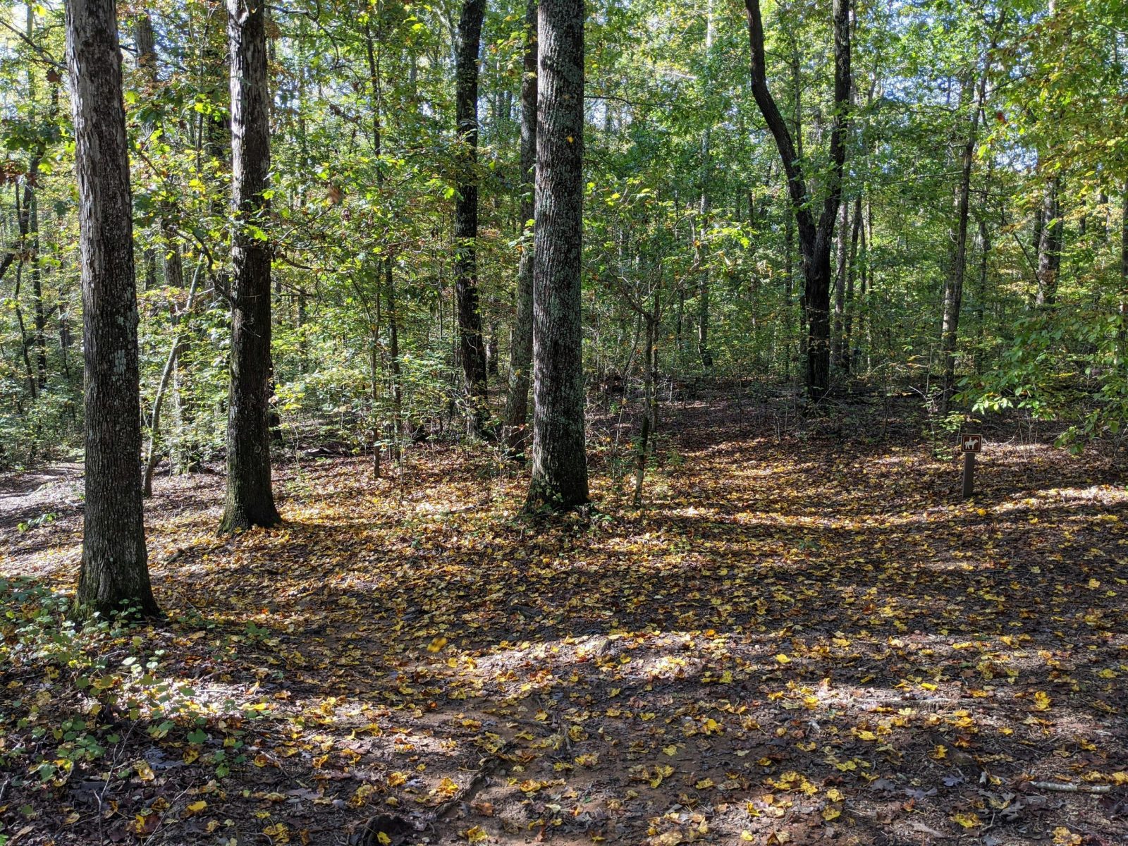 South Carolina Forest