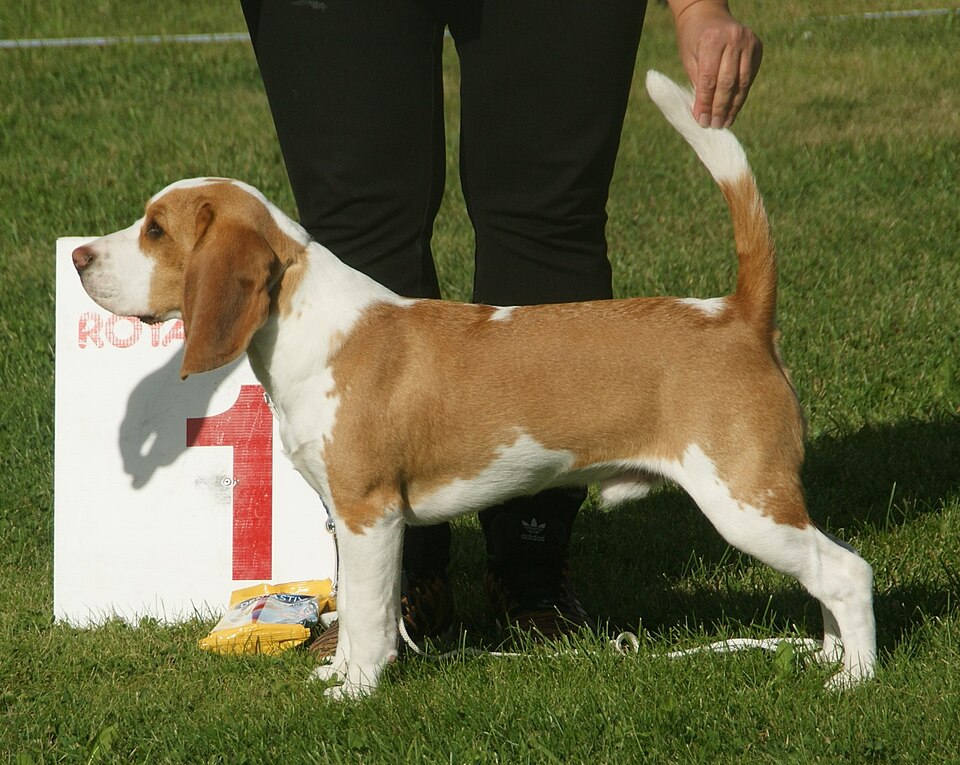 Beagle, red & white, male.