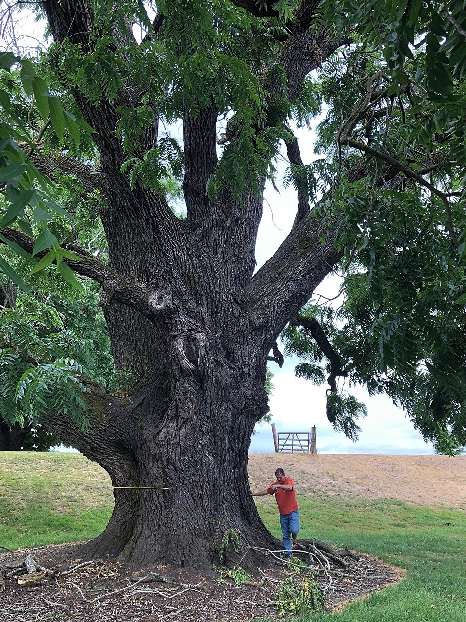 Black Walnut Tree