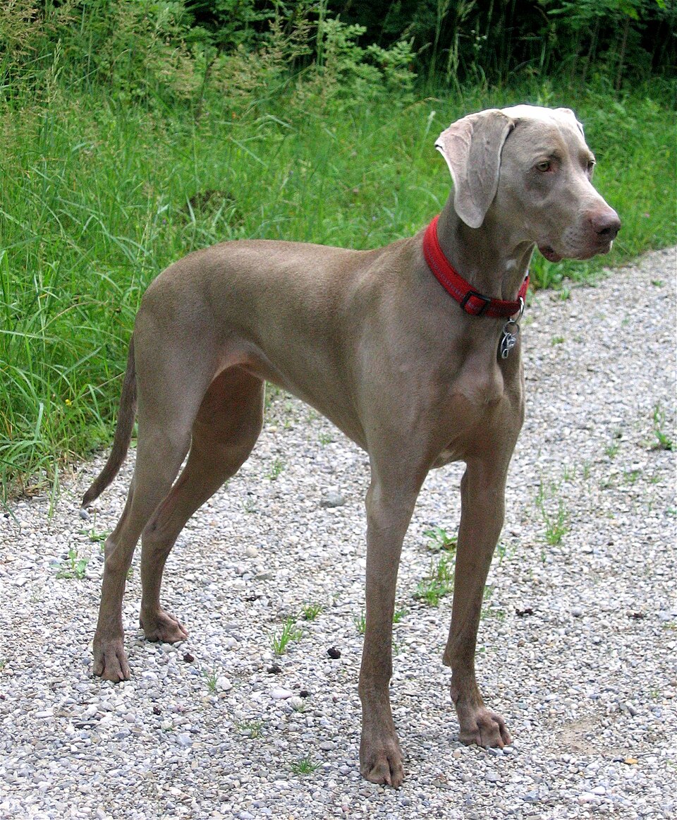 Weimaraner Freika