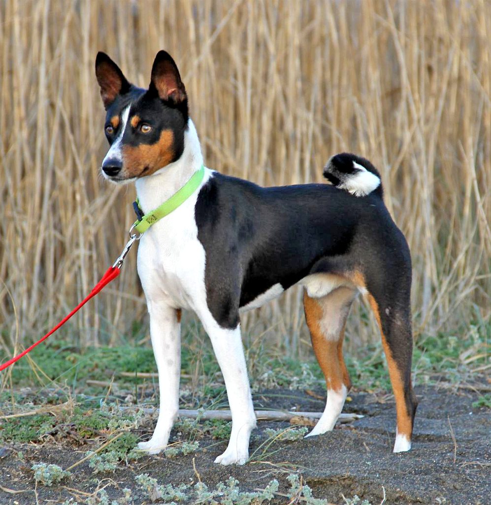 Basenji, Bronco