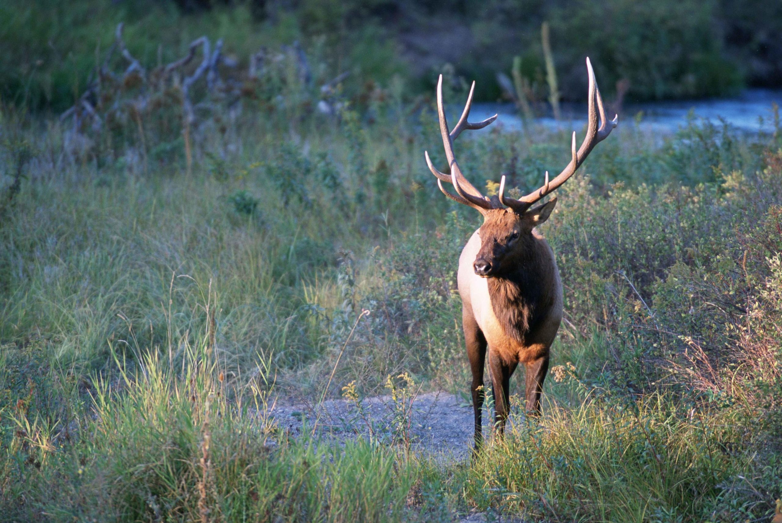 Elk Standing in a Grass Field
