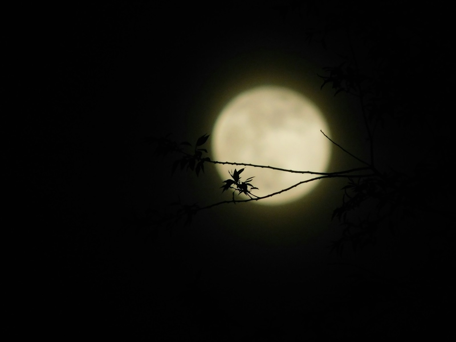 a full moon seen through the branches of a tree
