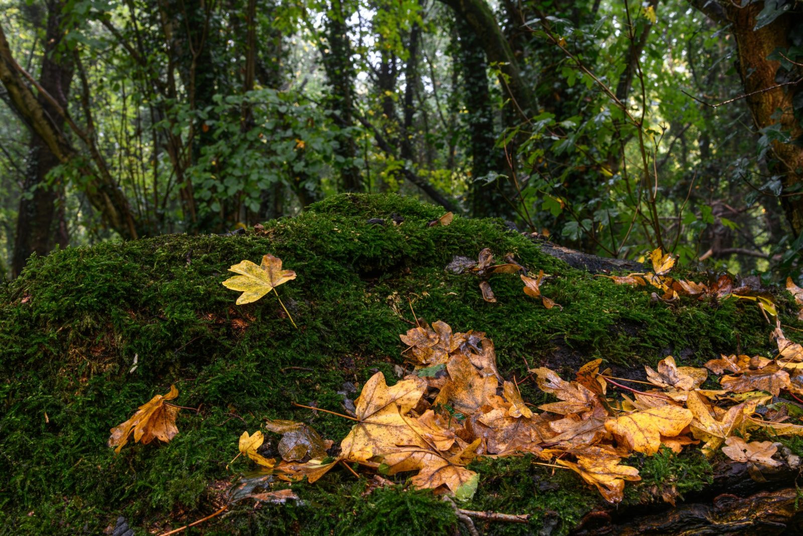Vibrant fallen leaves on a moss-covered log in a serene forest setting.
