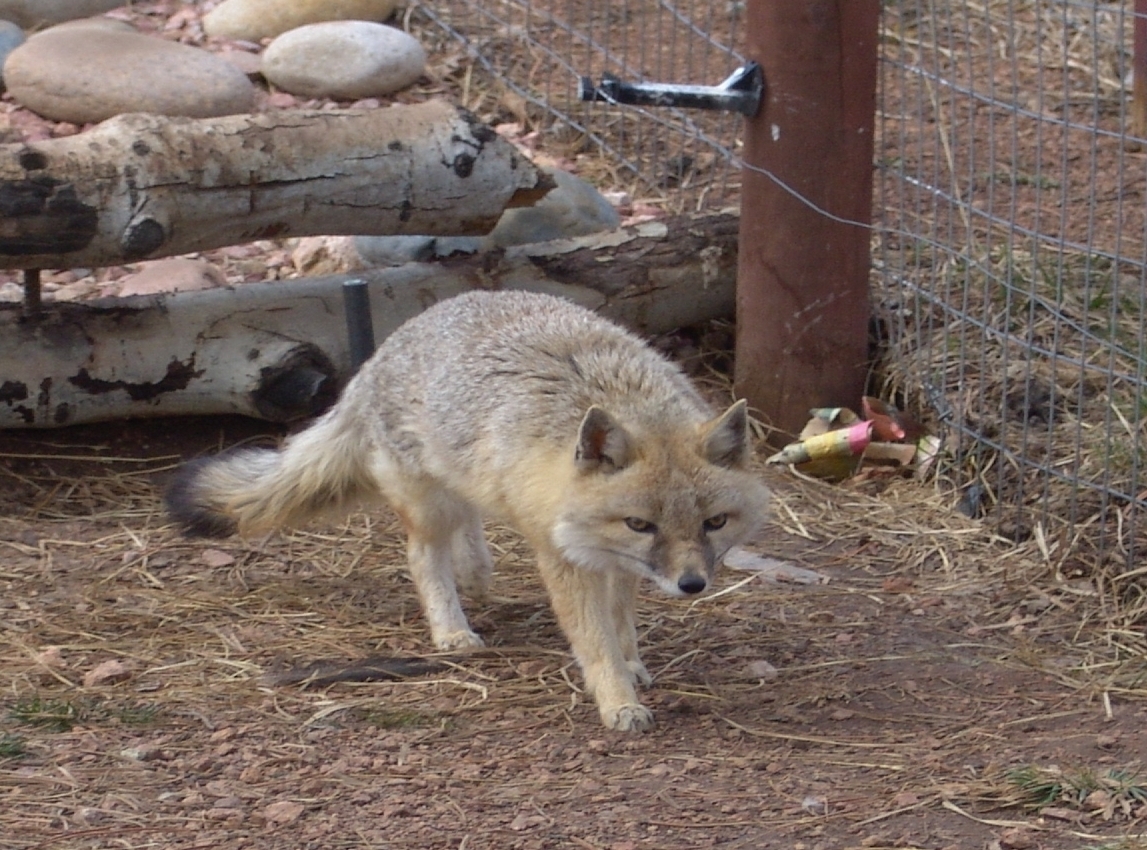 Fox near a Camp Site
