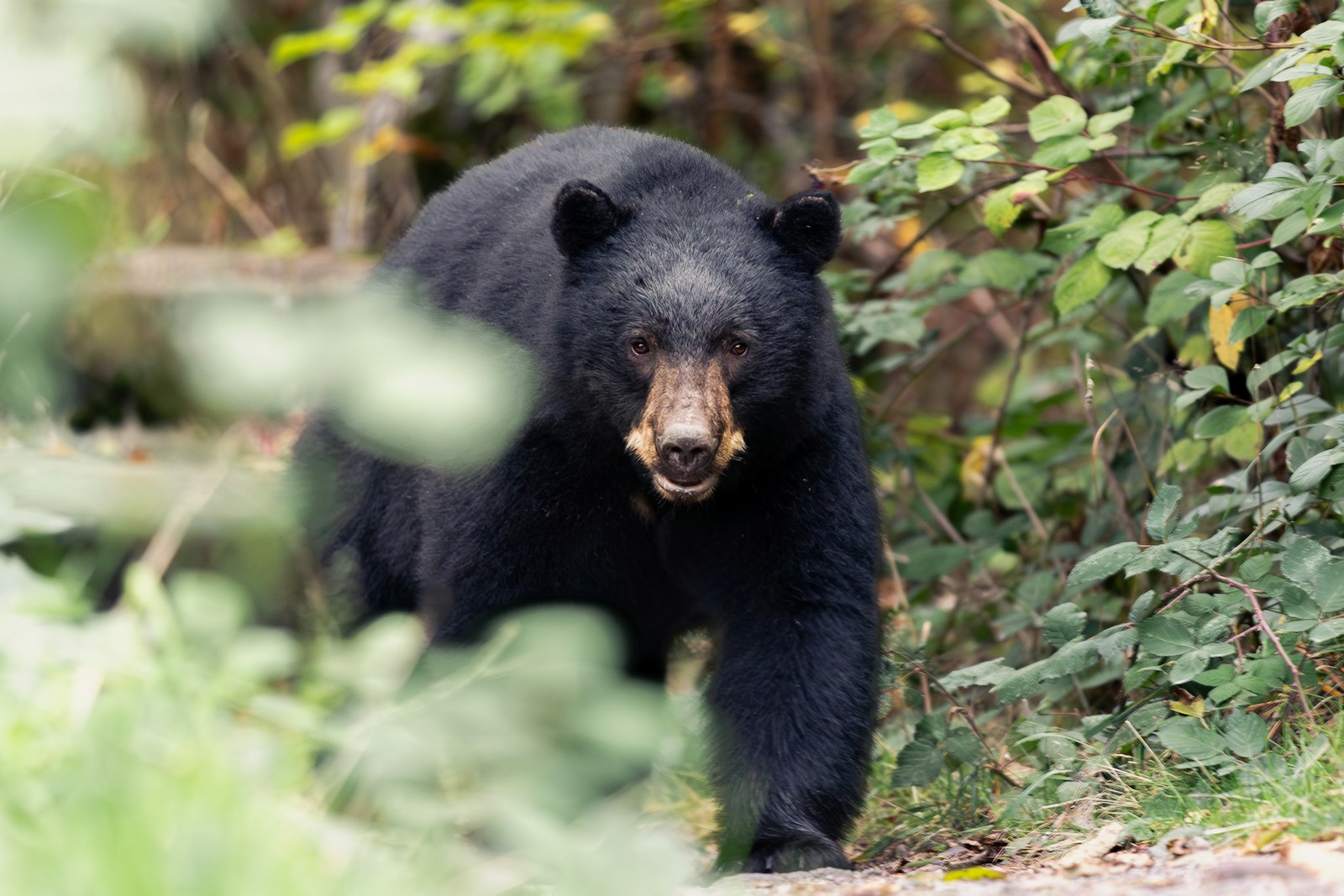 A black bear walks through green foliage.