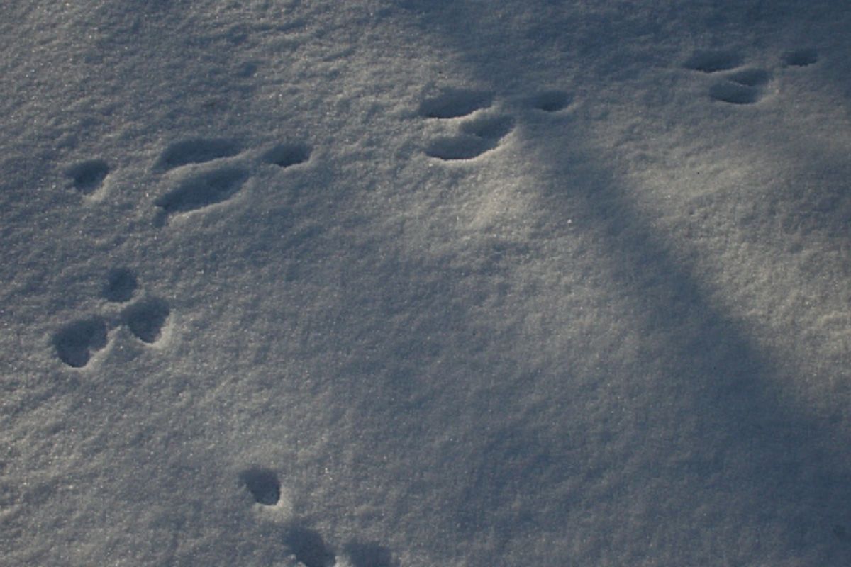 Animal Track