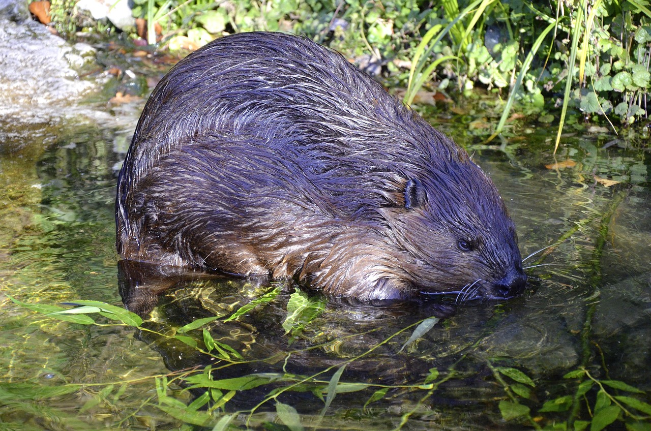 Beaver