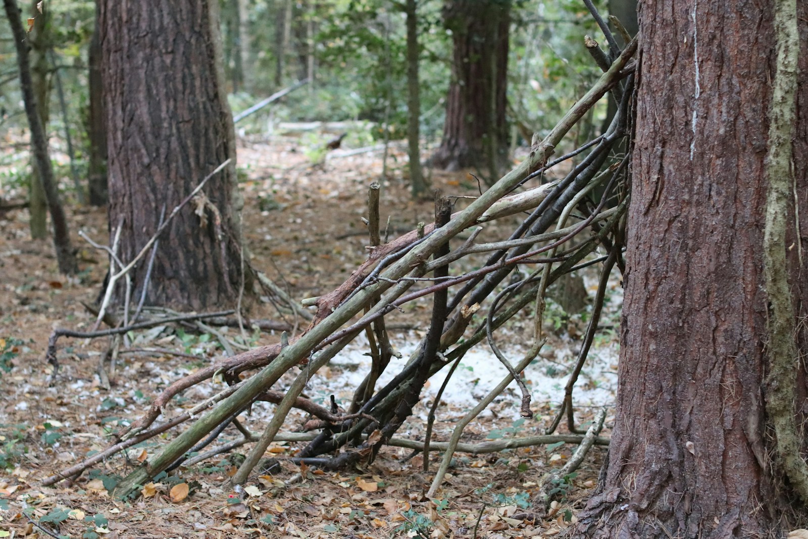 taiki-ishikawa-w6EMxsk8CDA-unsplash A makeshift shelter made of branches in a forest.