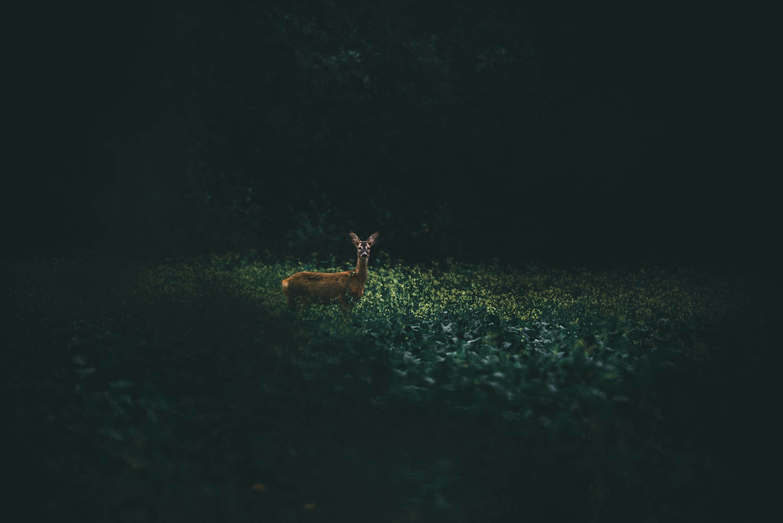 taiki-ishikawa-w6EMxsk8CDA-unsplash