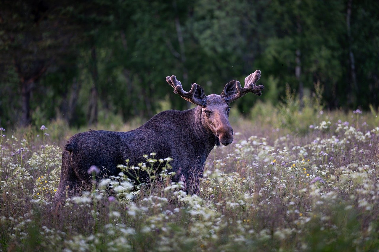 Moose
