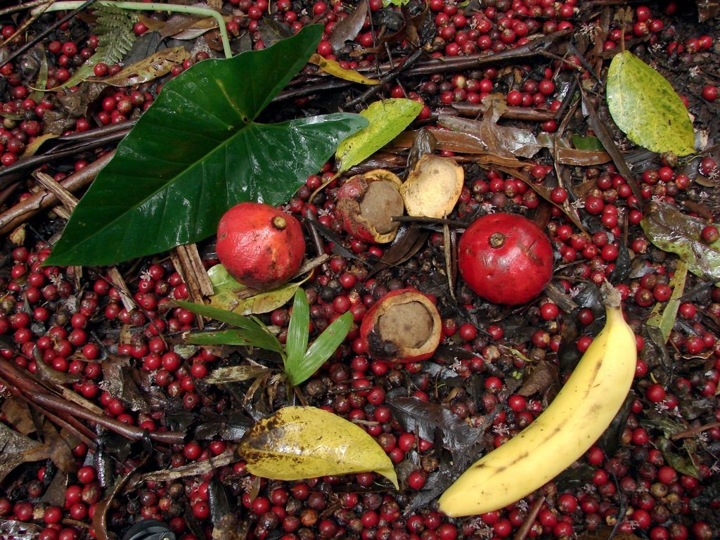 Fruits on Ground