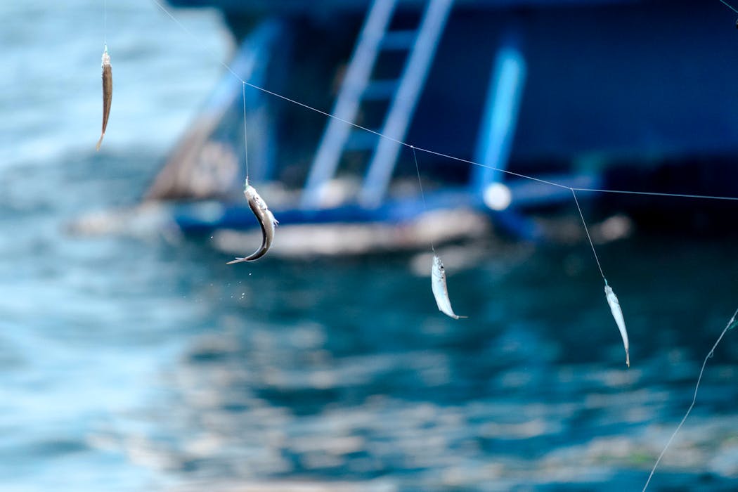 Free-Lining Live Bait