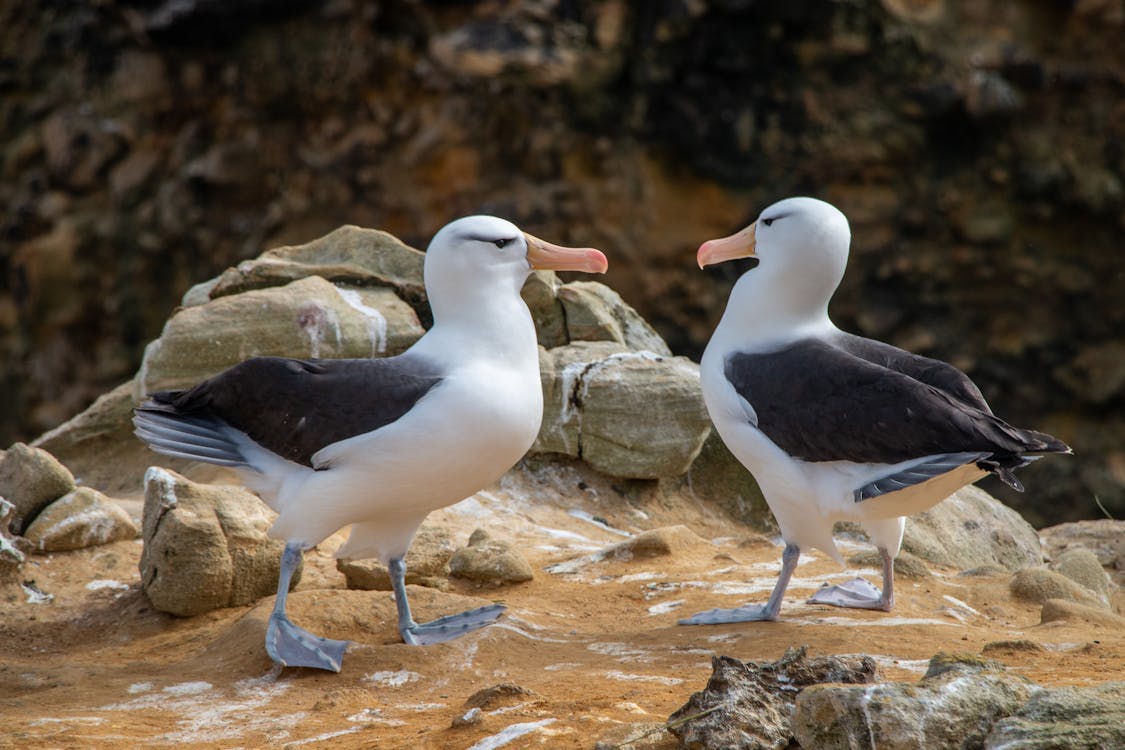 Black-browed Albatross Pair in Falkland Islands