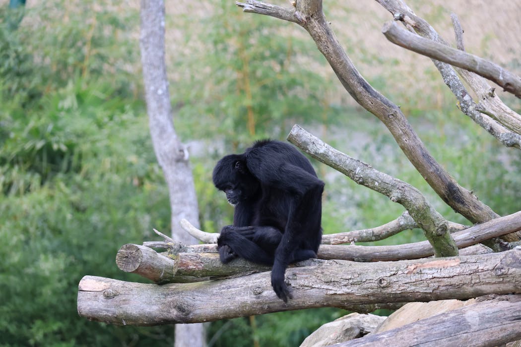 Resting Chimpanzee on Tree Branch Outdoors