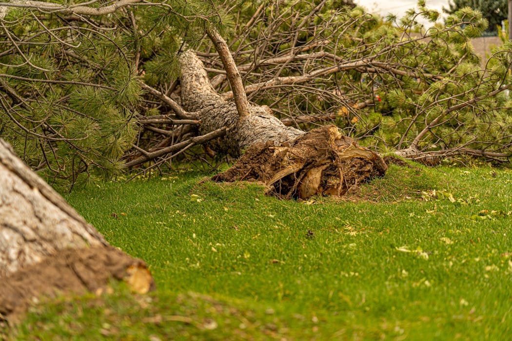 Fallen tree in forest