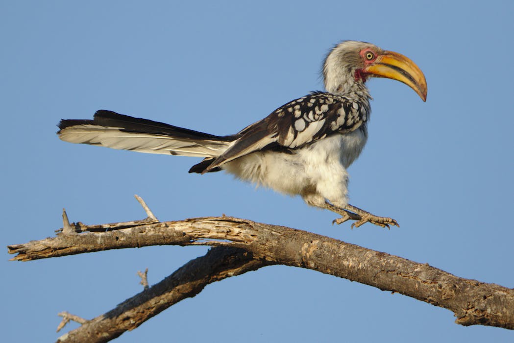Ottawa National Forest hosts bird