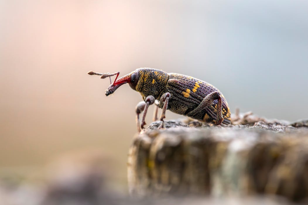 A beetle with a red and black body on top of a rock