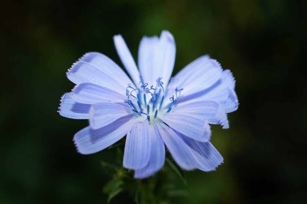 Chicory