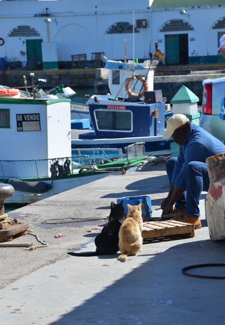 Cats at Fishing Boats