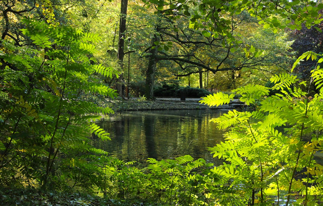 Green Leaves and Fresh Foliage