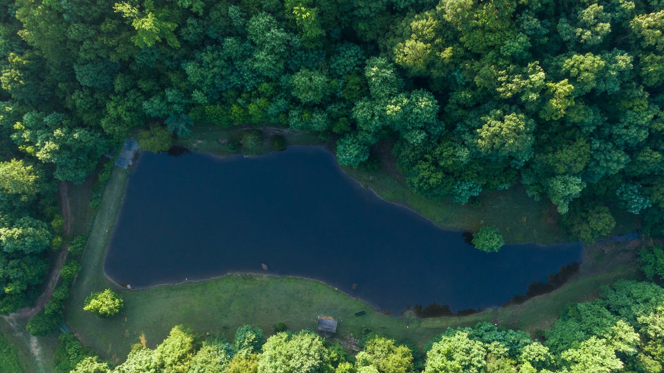 Lake And Trees