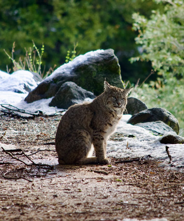Louisiana Forest Bobcat