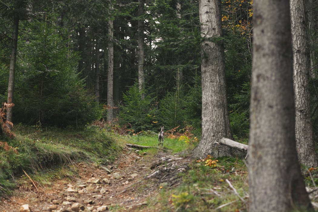 Wildlife in Oregon’s backwoods