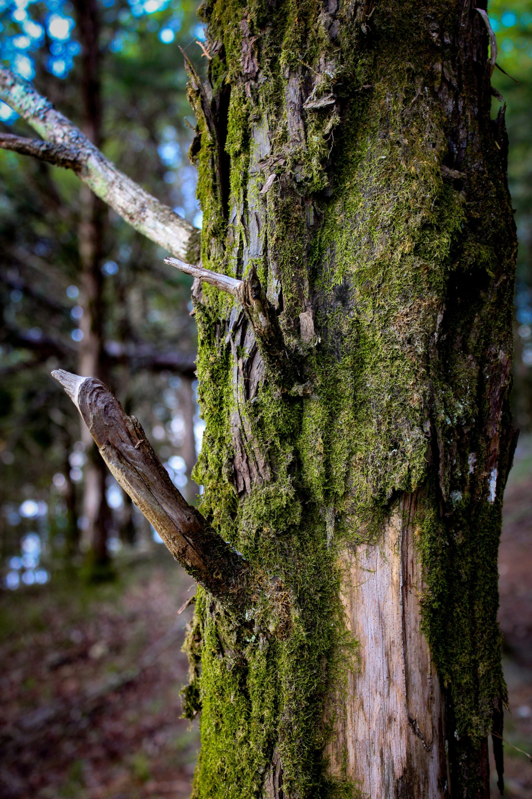 Close-Up of a Mossy Tree in a Forest