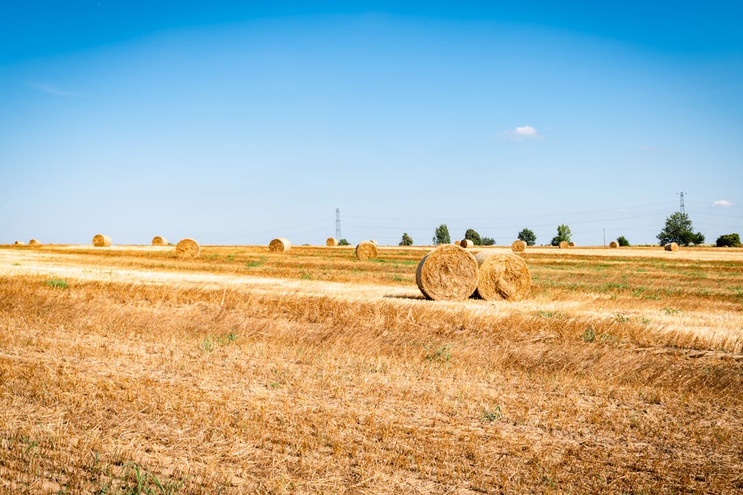 Dry Grass Near Open Flames