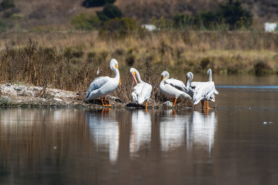 American White Pelicans by the Lake Edge in Louisiana Bayous