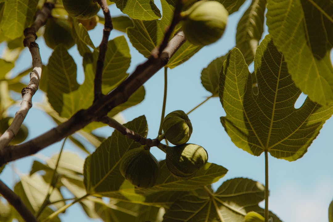 Fig Leaves