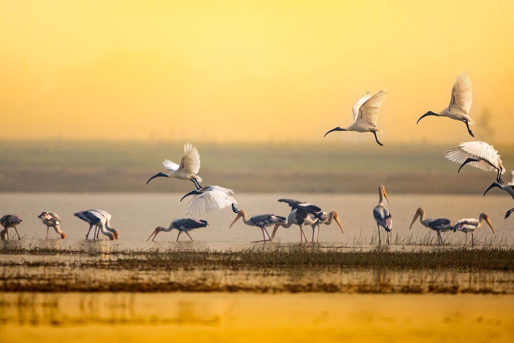 Birds in Flight Over Tranquil Wetland at Sunrise