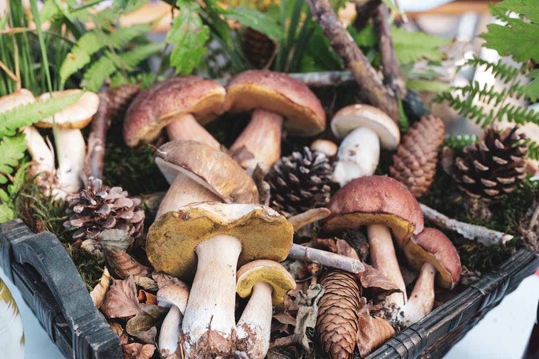 Close-up of Mushrooms, Cones and Plants in a Container