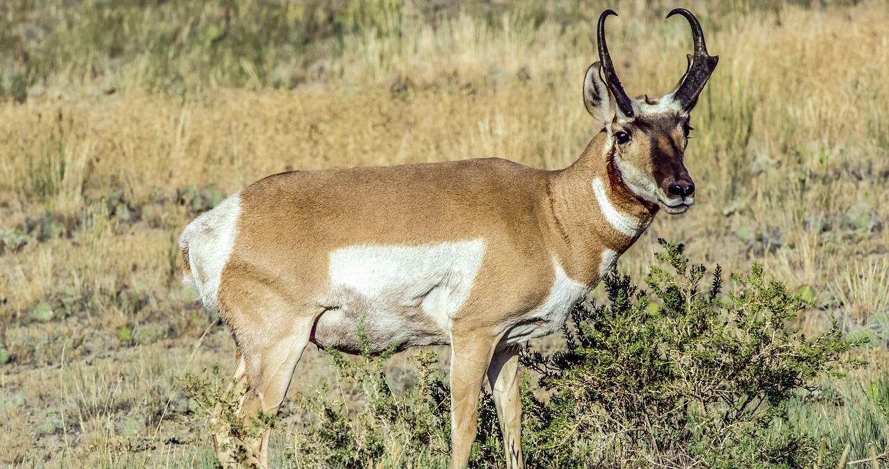 Pronghorn