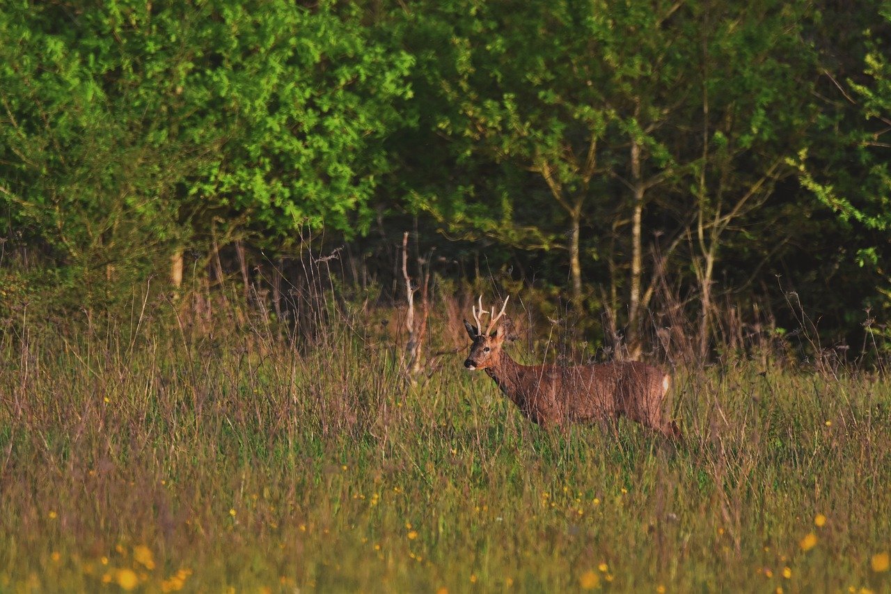 Deer at a Distance