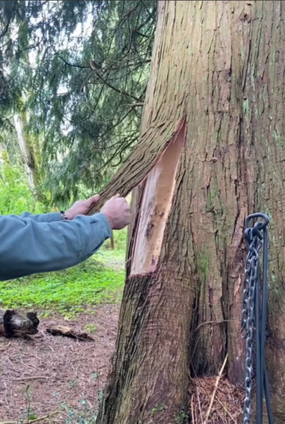 bark from a cedar without killing or falling the tree